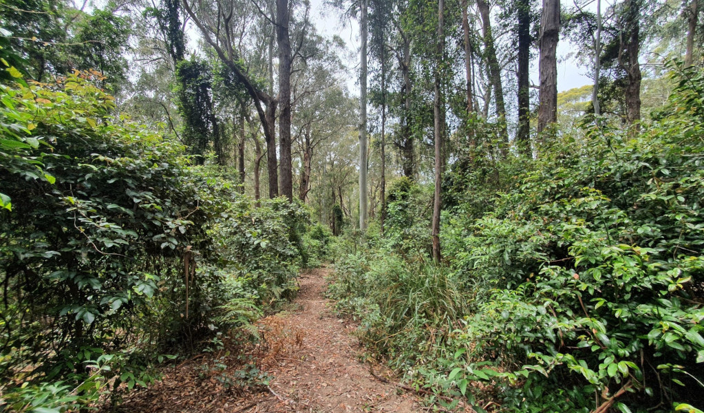 Carrow Brook walking track in Mount Royal National Park. Photo: Ashley Deveridge &copy; DPE