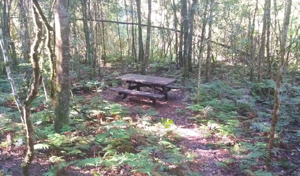 Carrow Brook walking track in Mount Royal National Park. Photo: Ashley Deveridge &copy; DPE