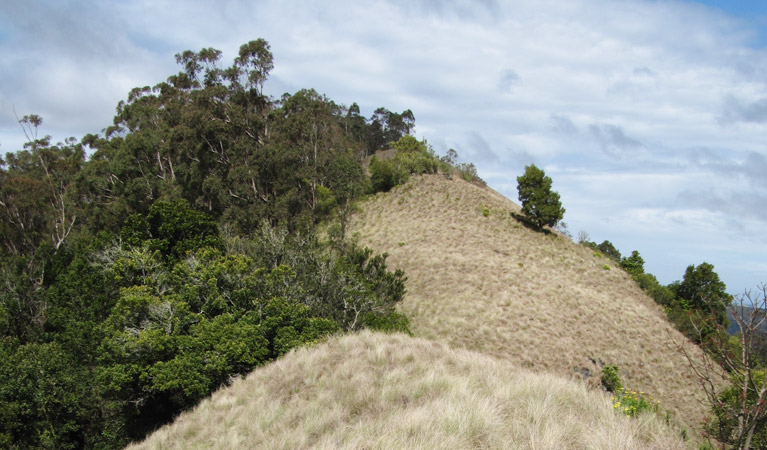 Pieries Peak walking track, Mount Royal National Park. Photo: Susan Davis.