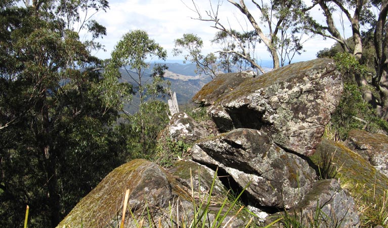 Pieries Peak walking track, Mount Royal National Park. Photo: Susan Davis/OEH