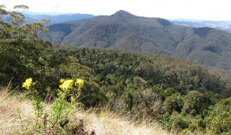 Pieries Peak walking track, Mount Royal National Park. Photo: Susan Davis/OEH