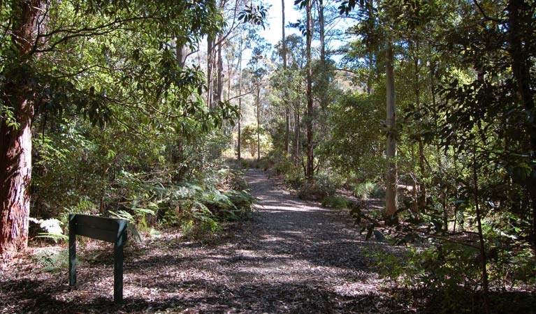 Carrowbrook track, Mount Royal National Park. Photo: Susan Davis.