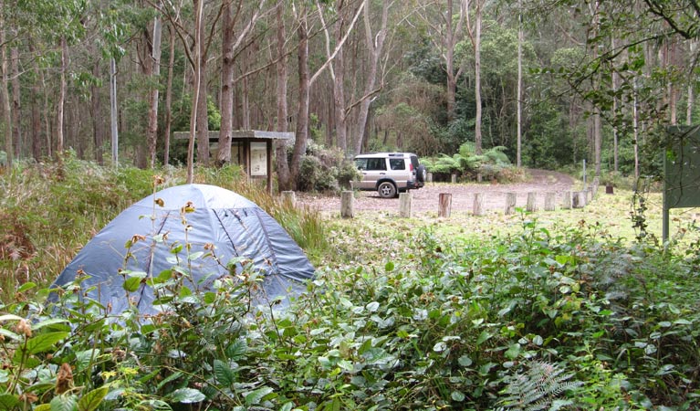 Youngville campground, Mount Royal National Park. Photo: Susan Davis/OEH