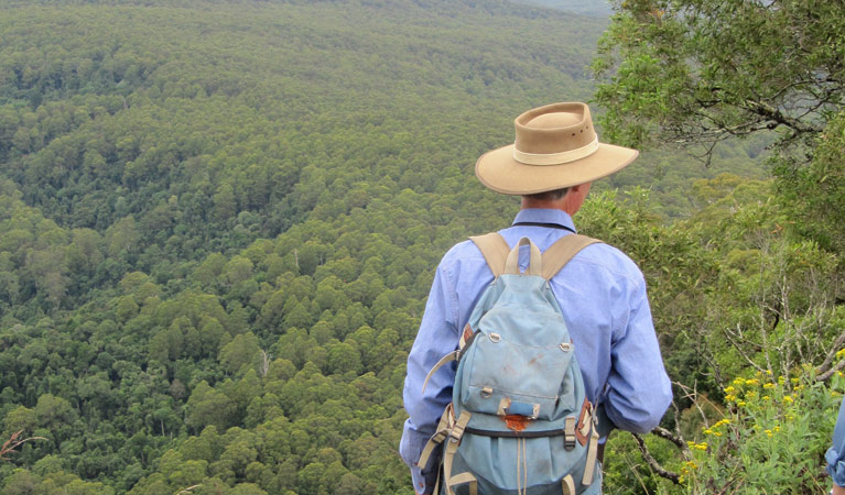 Pieries Peak walking track, Mount Royal National Park. Photo: Susan Davis &copy; OEH