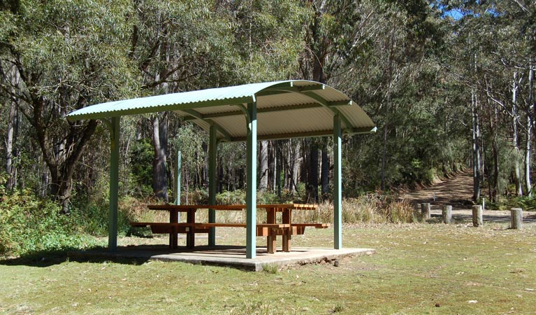 Youngville campground, Mount Royal National Park. Photo: Susan Davis/DPIE