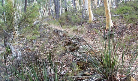 Historic Water Race walking track, Mullion Range State Conservation Area. Photo: NSW Government