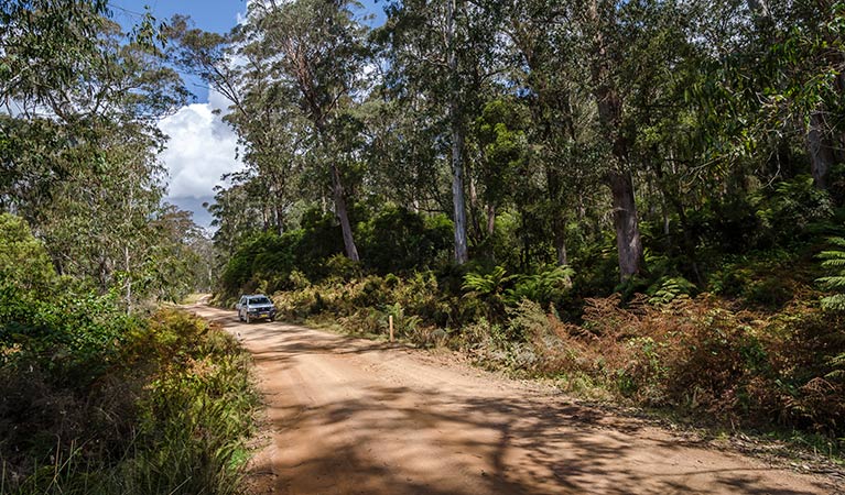 Mummel Forest Road, Mummel Gulf National Park. Photo: John Spencer