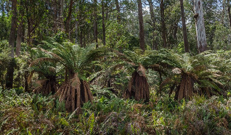 Mummel Forest Road sights, Mummel Gulf National Park. Photo: John Spencer