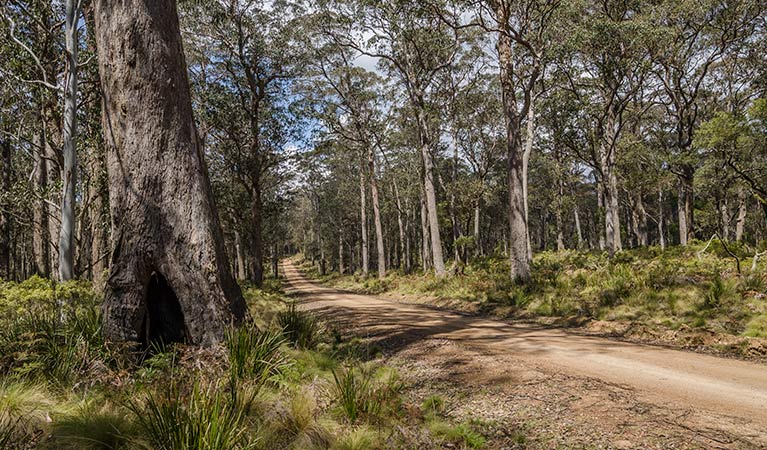 Roadside bushland, Mummel Forest Road. Photo: John Spencer