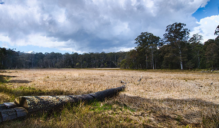 Mummel Gulf National Park, New Country Swamp. Photo: John Spencer/NSW Government