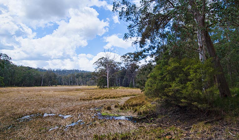 Mummel Gulf National Park, New Country Swamp. Photo: John Spencer/NSW Government