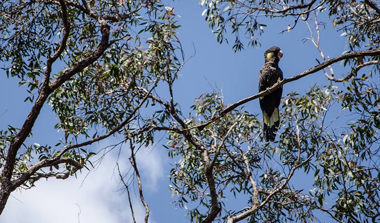 Mummel Gulf National Park. Photo: John Spencer/NSW Government