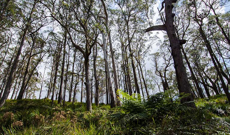 Mummel Gulf National Park. Photo: John Spencer/NSW Government