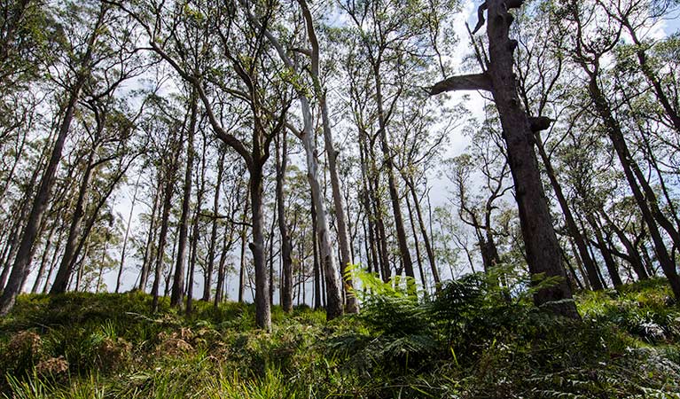 Mummel Gulf National Park. Photo: John Spencer/NSW Government