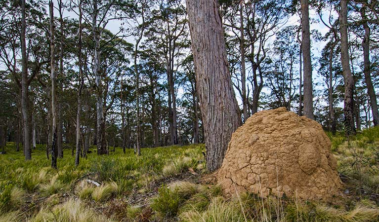 Mummel Gulf National Park. Photo: John Spencer/NSW Government