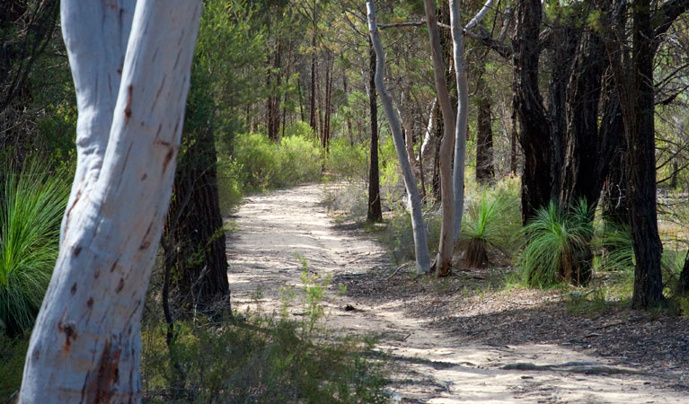 Castle Rocks walking track, Munghorn Nature Reserve. Photo: Nick Cubbin &copy; OEH