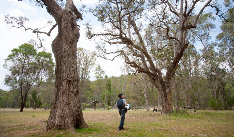 Moolarben picnic area, Munghorn Nature Reserve. Photo: Nick Cubbin/NSW Government