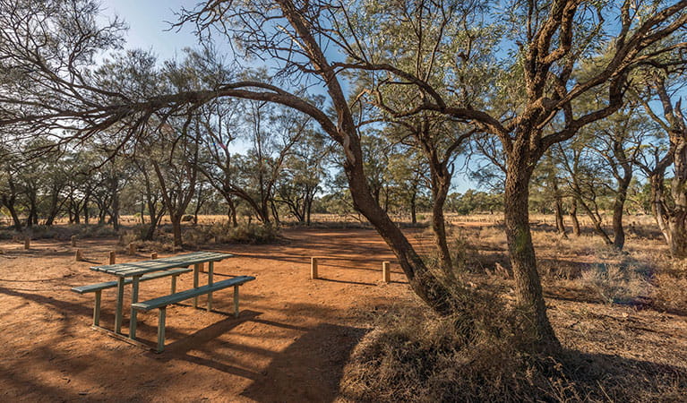 A picnic table surrounded by trees at Belah campground in Mungo National Park. Photo: John Spencer/DPIE