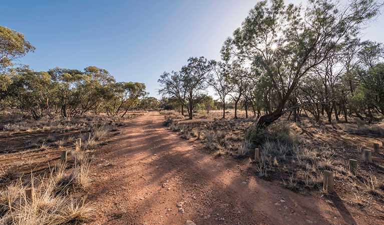 Belah campground, Mungo National Park. Photo: John Spencer/DPIE