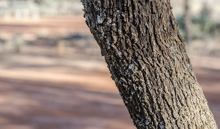 Close up of a tree in Belah campground, Mungo National Park. Photo: John Spencer/DPIE