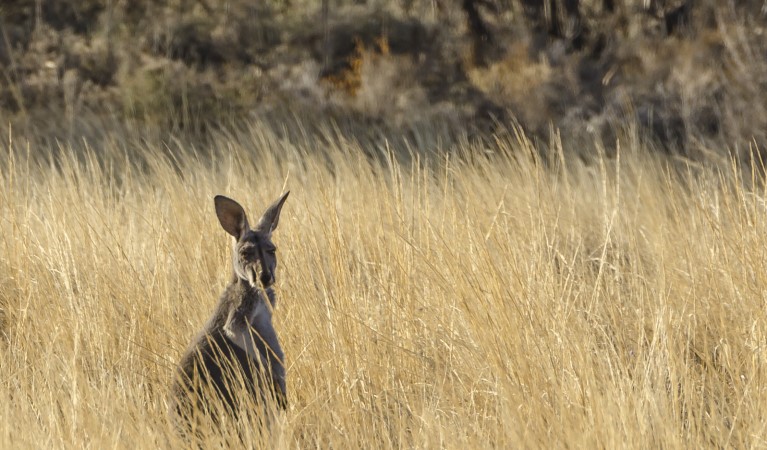 A kangaroo along Mallee Stop walking track in Mungo National Park. Photo: John Spencer &copy; OEH