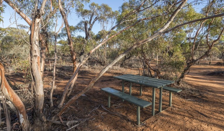 A picnic table under trees along Mallee Stop walking track in Mungo National Park. Photo: John Spencer &copy; OEH