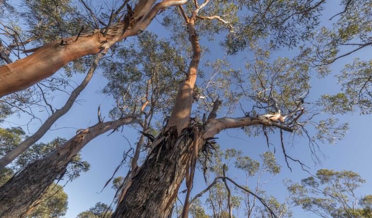 Looking up through trees along Mallee Stop walking track in Mungo National Park. Photo: John Spencer &copy; OEH