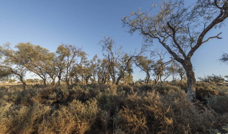 A view of saltbush and trees at Rosewood picnic area in Mungo National Park. Photo: John Spencer &copy; DPIE
