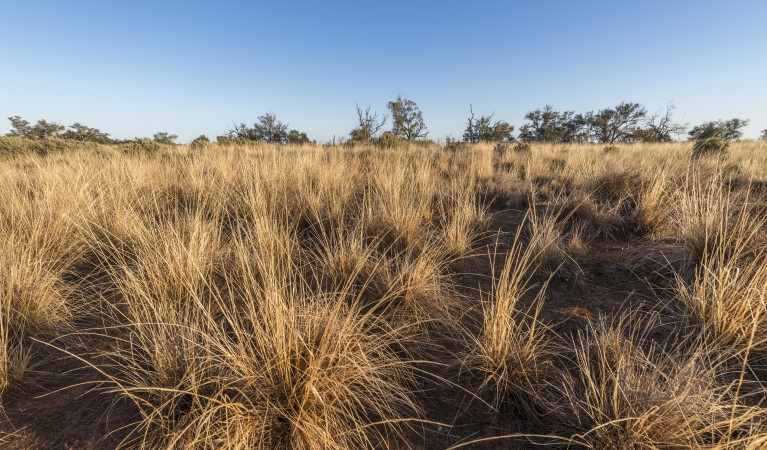 The landscape as seen from Rosewood picnic area in Mungo National Park. Photo: John Spencer &copy; DPIE