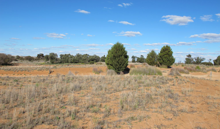 Zanci Pastoral loop, Mungo National Park. Photo: Wendy Hills/NSW Government