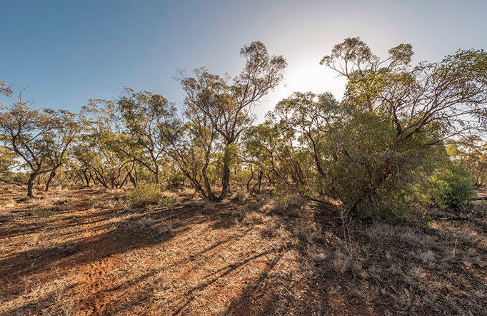 Patchwork of trees against the low sun throw dramatic shadows in Mungo National Park. Image credit: John Spencer &copy; DPIE