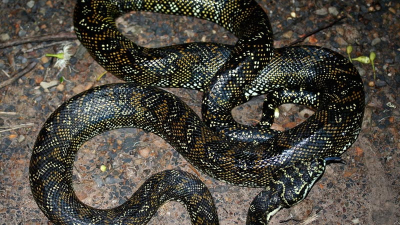 Python. Photo: Kelly Nowak