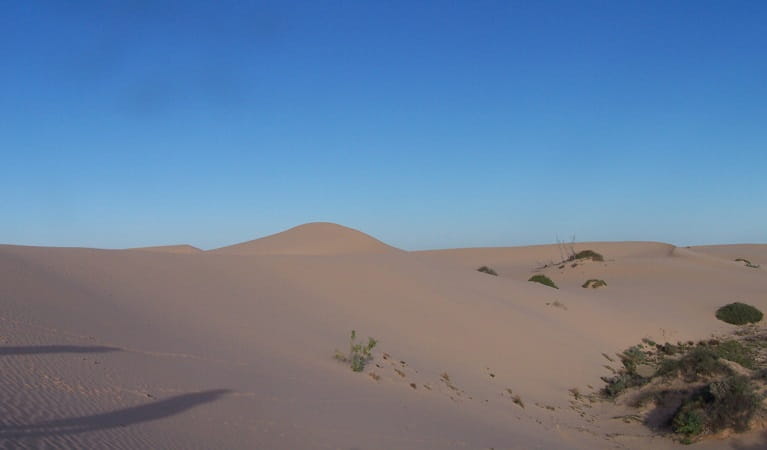 Sand dunes at Vigars Well picnic area. Photo: Dinitee Haskard OEH