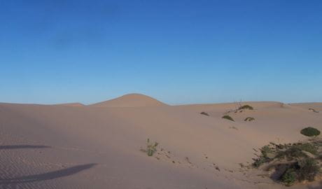 Sand dunes at Vigars Well picnic area. Photo: Dinitee Haskard OEH