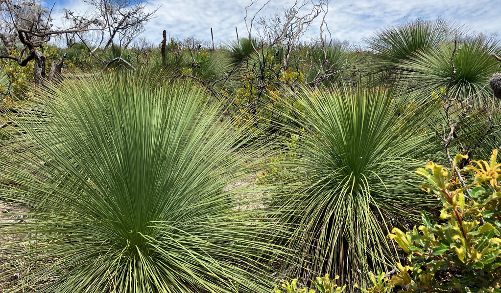 Grass trees on the Grass tree track, Munmorah State Conservation Area. Photo: Stacy Wilson &copy; DCCEEW