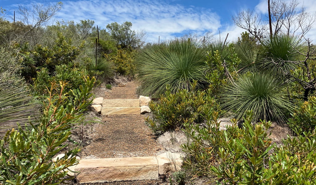 The grass tree track in Munmorah State Conservation Area goes through grass trees and heathland. Photo: Stacy Wilson, &copy; DCCEEW