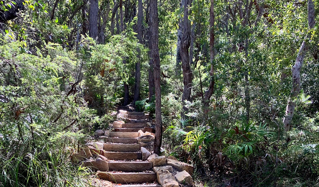 Stone steps leadings into lush forest surrounding Palms circuit track in Munmorah State Conservation area. Credit: Josh Ford &copy; DCCEEW