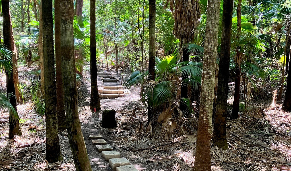 Stepping stones along Palms circuit track beneath a canopy of cabbage tree palms. Credit: Josh Ford &copy; DCCEEW
