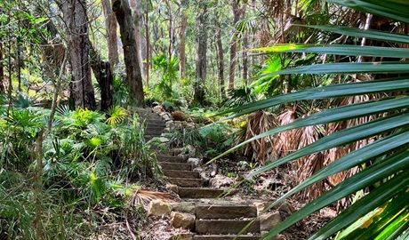 Stone steps along Palms circuit track in Munmorah State Conservation area. Credit: Josh Ford &copy; DCCEEW