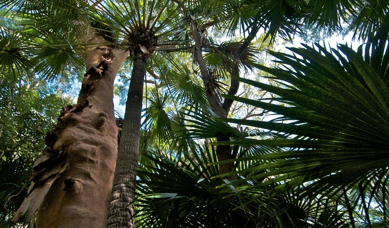 Palms Circuit track foliage, Munmorah State Conservation Area. Photo: John Spencer &copy; OEH