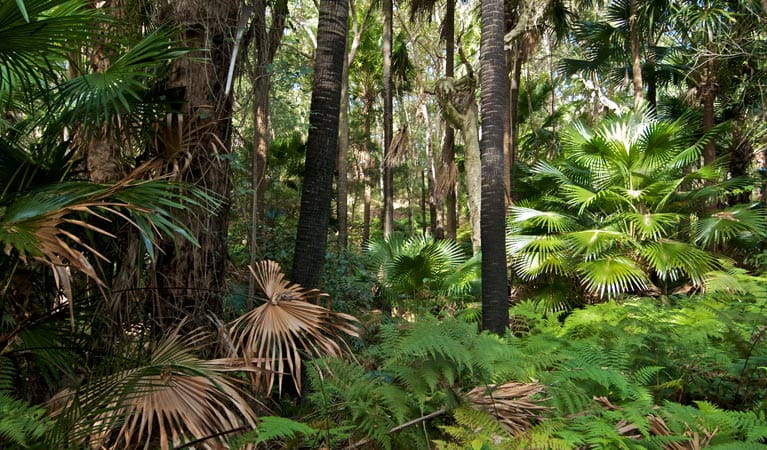 Palms circuit, Munmorah State Conservation Area. Photo: John Spencer &copy; OEH
