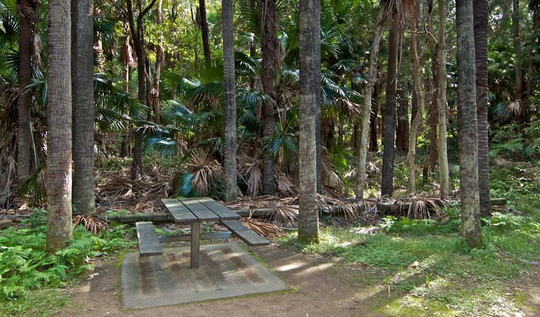 Palms picnic area in Munmorah State Conservation Area. Photo: John Spencer