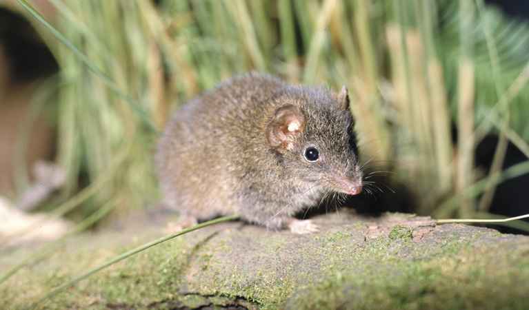 Brown antechinus. Photo: Ken Stepnell