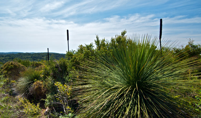 Moonee Beach flora, Munmorah State Conservation Area. Photo: John Spencer &copy; DPIE