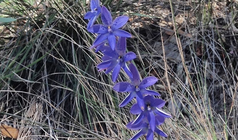 Dotted sun orchid, Muogamarra Nature Reserve. Photo: Kevin Westren