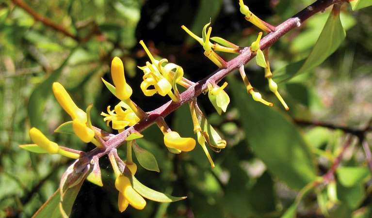 Flowers at Muogamarra Nature Reserve. Photo: Tegan Burton