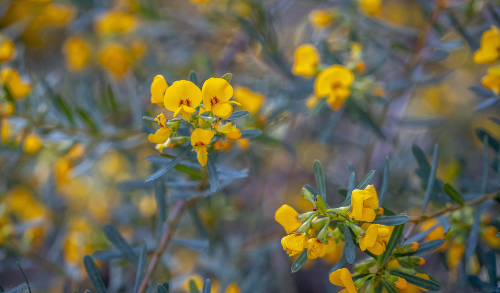 Bossiaea heterophylla (Variable Bossiaea), Muogamarra Nature Reserve. Photo: John Spencer &copy; DCCEEW