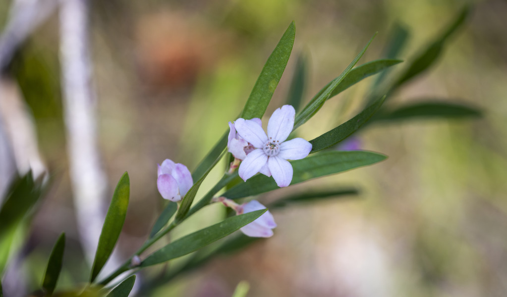 Purple wildflowers in Muogamarra Nature Reserve. Photo: John Spencer &copy; DCCEEW