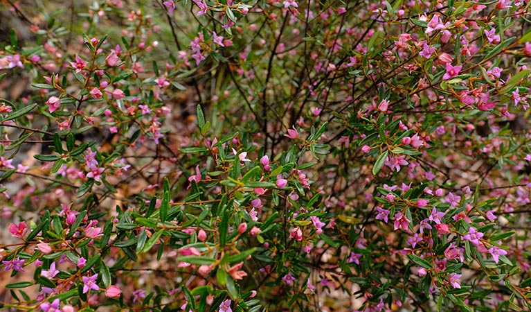 The pink, star-like flowers of the Sydney boronia. Photo: Elinor Sheargold/OEH
