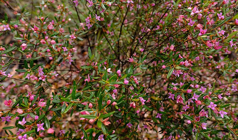 The pink, star-like flowers of the Sydney boronia. Photo: Elinor Sheargold/OEH